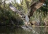 Como a águia-pescadora e os peixes das bacias hidrográficas brasileiras protagonizam o mais impressionante espetáculo da caça aquática
