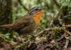 Como o uirapuru verdadeiro e a vegetação densa da Floresta Amazônica impõem uma dominância acústica única no bioma