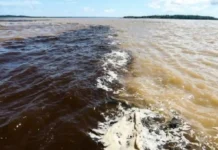 Como o rio Negro e a vegetação de igapó da Amazônia inibem criadouros de mosquitos e reduzem a malária