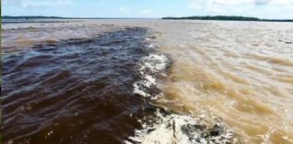 Como o rio Negro e a vegetação de igapó da Amazônia inibem criadouros de mosquitos e reduzem a malária