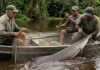 Como o manejo sustentável do pirarucu e o empoderamento comunitário salvaram o maior peixe de escamas do planeta