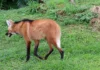 Como o lobo-guará e a fruta-da-lobeira mantêm o equilíbrio ecológico e a regeneração da vegetação no Cerrado brasileiro