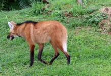 Como o lobo-guará e a fruta-da-lobeira mantêm o equilíbrio ecológico e a regeneração da vegetação no Cerrado brasileiro