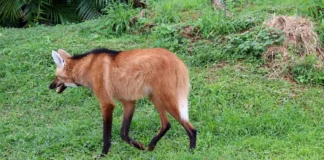 Como o lobo-guará e a fruta-da-lobeira mantêm o equilíbrio ecológico e a regeneração da vegetação no Cerrado brasileiro