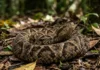 Como a cobra jararaca e a vegetação rasteira dos biomas brasileiros exigem atenção para prevenir acidentes no campo