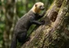 Como a onça-preta e a onça-pintada compartilham o mesmo código genético na floresta tropical enquanto o melanismo redefine a caça