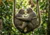 Como o muriqui e a vegetação remanescente da Mata Atlântica sustentam o maior primate das Américas em uma sociedade sem agressão
