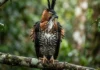 Como o gavião-de-penacho e o dossel da Floresta Amazônica dominam o território por meio de avisos visuais sem lutas