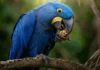 Como a arara-azul e as palmeiras do Pantanal constroem uma relação biológica sustentada por uma força muscular impressionante
