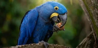 Como a arara-azul e as palmeiras do Pantanal constroem uma relação biológica sustentada por uma força muscular impressionante