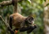 Como o macaco-aranha e as árvores frutíferas da Amazônia usam a cauda preênsil para transformar a colheita no dossel