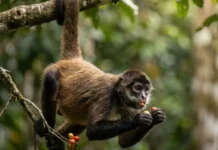 Como o macaco-aranha e as árvores frutíferas da Amazônia usam a cauda preênsil para transformar a colheita no dossel