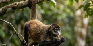 Como o macaco-aranha e as árvores frutíferas da Amazônia usam a cauda preênsil para transformar a colheita no dossel
