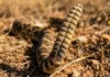Como a cobra cascavel e a vegetação seca do Cerrado utilizam o guizo para sinalizar perigo e evitar confrontos