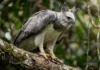 Como o gavião-real e o dossel da Floresta Amazônica utilizam garras do tamanho das de um urso para dominar a caça