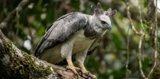 Como o gavião-real e o dossel da Floresta Amazônica utilizam garras do tamanho das de um urso para dominar a caça