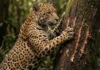 Como a onça-pintada e a vegetação densa da Floresta Amazônica utilizam marcas em troncos para definir territórios sem lutas
