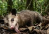 Como o gambá e a vegetação densa da floresta tornam a liberação de odor fétido e a tanatose uma defesa perfeita