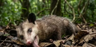 Como o gambá e a vegetação densa da floresta tornam a liberação de odor fétido e a tanatose uma defesa perfeita