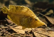 Como o peixe-folha e as folhas secas dos rios da Floresta Amazônica dominam a caça por emboscada com sucção ultrarrápida