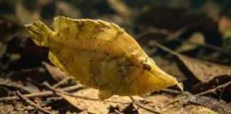 Como o peixe-folha e as folhas secas dos rios da Floresta Amazônica dominam a caça por emboscada com sucção ultrarrápida