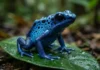 Como os sapos venenosos e a vegetação densa da Floresta Amazônica combinam cores aposemáticas e toxinas letais para defesa