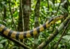 Como a caninana e as árvores da Floresta Amazônica impulsionam a serpente mais veloz do Brasil em caçadas verticais