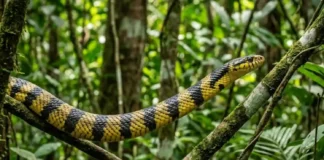 Como a caninana e as árvores da Floresta Amazônica impulsionam a serpente mais veloz do Brasil em caçadas verticais