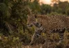 Maior felino das Américas garante sobrevivência no ecossistema ao consumir mais de oitenta espécies diferentes