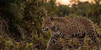 Maior felino das Américas garante sobrevivência no ecossistema ao consumir mais de oitenta espécies diferentes