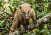 Quati do ecossistema brasileiro anda em bandos de trinta indivíduos e revira o solo com o focinho móvel