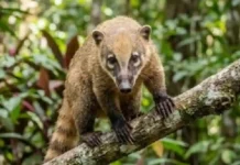 Quati do ecossistema brasileiro anda em bandos de trinta indivíduos e revira o solo com o focinho móvel