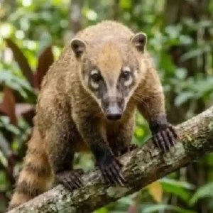 Quati do ecossistema brasileiro anda em bandos de trinta indivíduos e revira o solo com o focinho móvel