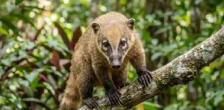Quati do ecossistema brasileiro anda em bandos de trinta indivíduos e revira o solo com o focinho móvel
