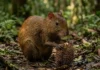 Maior roedor dispersor da Amazônia esquece castanhas enterradas e garante a sobrevivência da castanheira nativa
