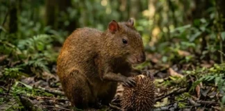 Maior roedor dispersor da Amazônia esquece castanhas enterradas e garante a sobrevivência da castanheira nativa