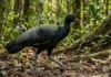Ave sentinela da Amazônia emite grito de alerta e faz outros animais fugirem de predadores no chão