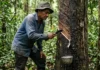 Maior produtora de látex nativo das Américas remunera o seringueiro por borracha extraída de floresta em pé