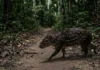 Segundo maior roedor do Brasil tem hábitos noturnos e percorre exatamente as mesmas trilhas todas as noites