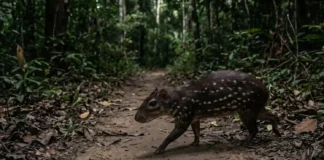 Segundo maior roedor do Brasil tem hábitos noturnos e percorre exatamente as mesmas trilhas todas as noites