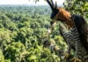 Como o gavião-de-penacho e a imponente harpia dividem o vasto dossel da Amazônia caçando presas completamente diferentes
