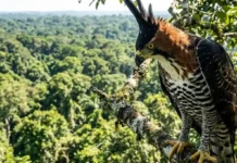 Como o gavião-de-penacho e a imponente harpia dividem o vasto dossel da Amazônia caçando presas completamente diferentes