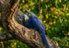 Como a arara-azul vivencia o luto intenso e depende da árvore manduvi para manter sua rara espécie