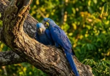 Como a arara-azul vivencia o luto intenso e depende da árvore manduvi para manter sua rara espécie