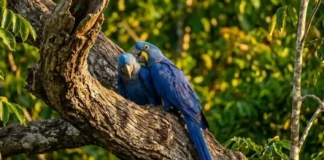 Como a arara-azul vivencia o luto intenso e depende da árvore manduvi para manter sua rara espécie