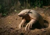 Como o gigante tatu-canastra escava tocas profundas no solo que viram abrigos seguros para trinta espécies silvestres diferentes
