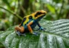 Como a pele venenosa de pequenos sapos da Amazônia guarda o segredo para analgésicos extremamente potentes