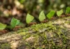 A incrível simbiose na Amazônia onde formigas-cortadeiras operam como agricultoras de um fungo que alimenta milhões de indivíduos