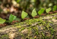 A incrível simbiose na Amazônia onde formigas-cortadeiras operam como agricultoras de um fungo que alimenta milhões de indivíduos
