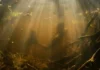 Como a lenda da Iara e a poderosa biodiversidade dos rios amazônicos moldam a sustentabilidade e cultura local